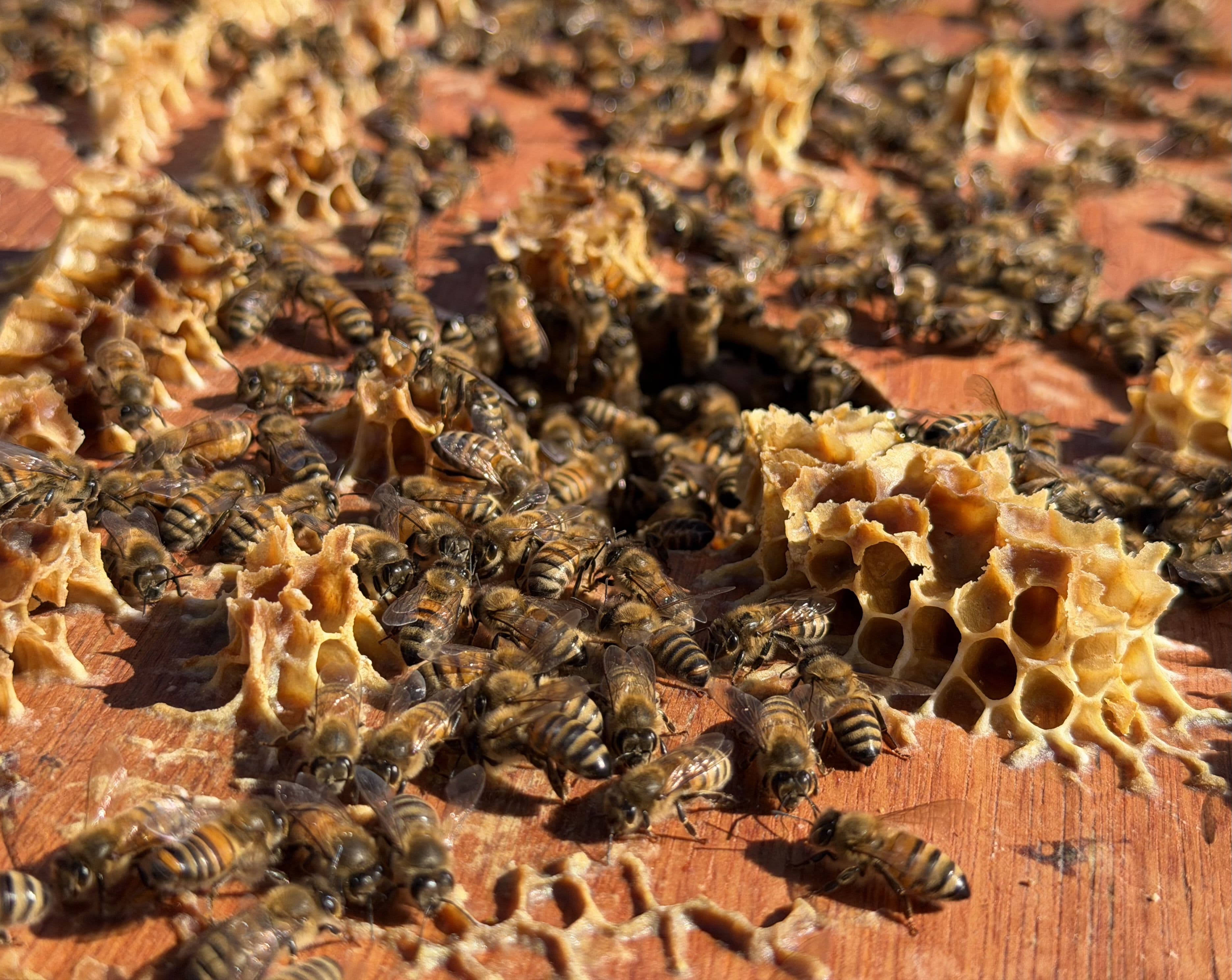 Honeybees clustered on exposed honeycomb at the West Queen West rooftop hive