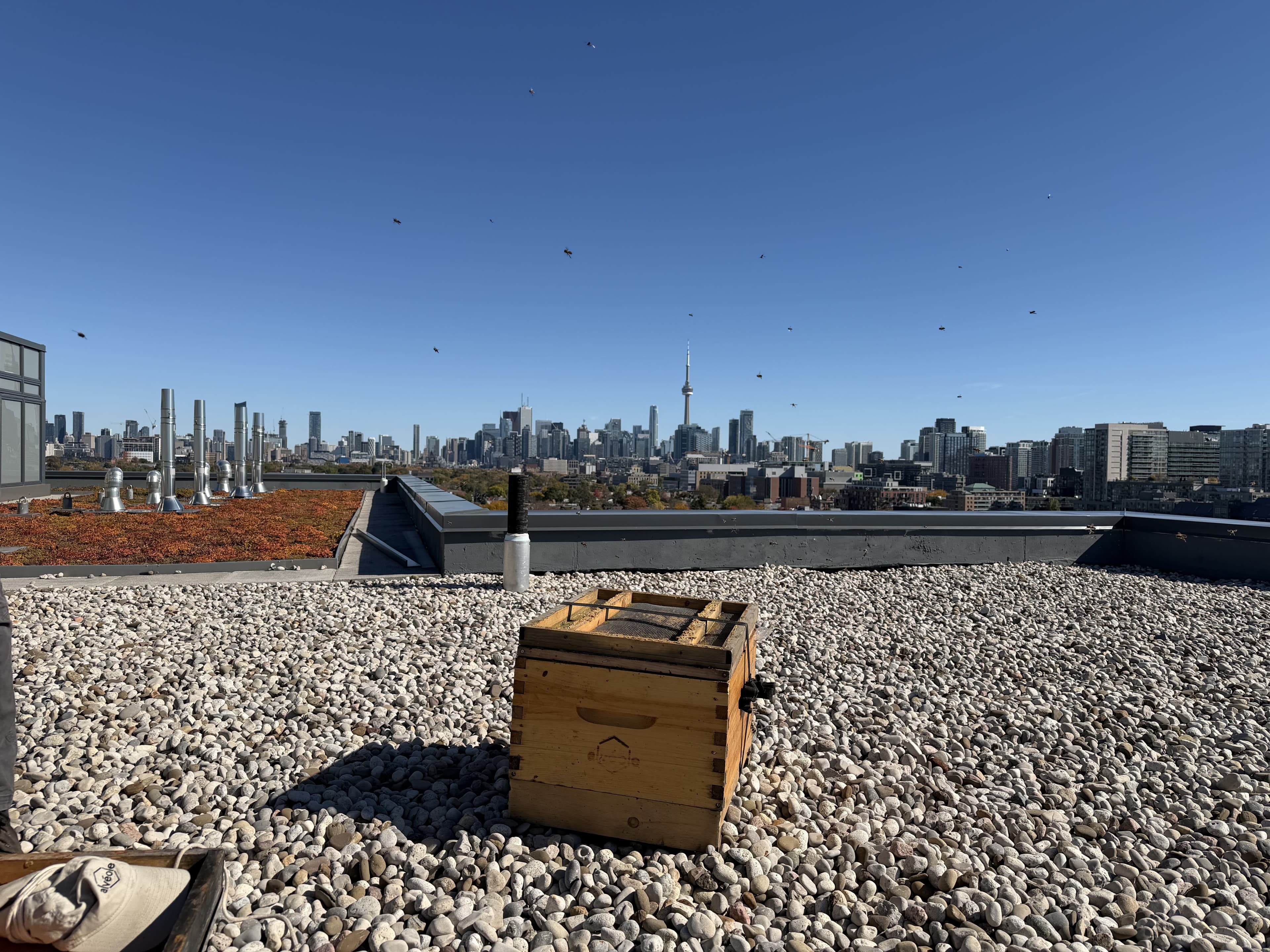 Wooden beehive on the gravel rooftop at Nester Finn West Queen West, with the Toronto skyline and CN Tower beyond